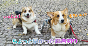 ちょっと早かった銀杏狩り