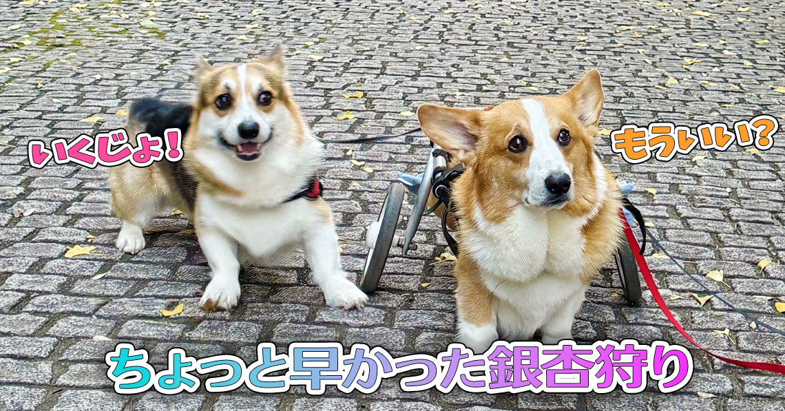 ちょっと早かった銀杏狩り