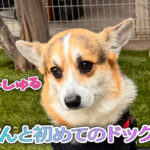 はるてんと初めてのドッグランへ