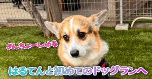 はるてんと初めてのドッグランへ