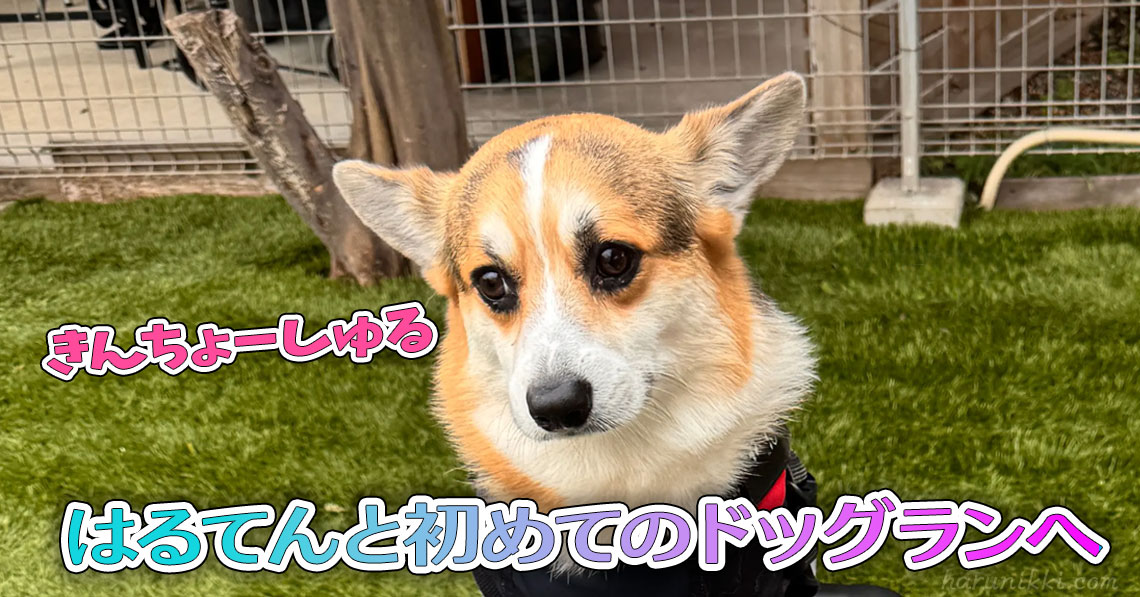 はるてんと初めてのドッグランへ