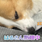 はるさん熟睡中