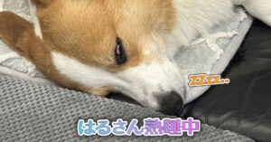 はるさん熟睡中