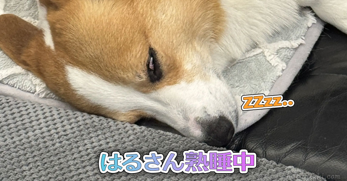 はるさん熟睡中