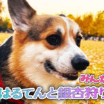 はるてんと銀杏狩り