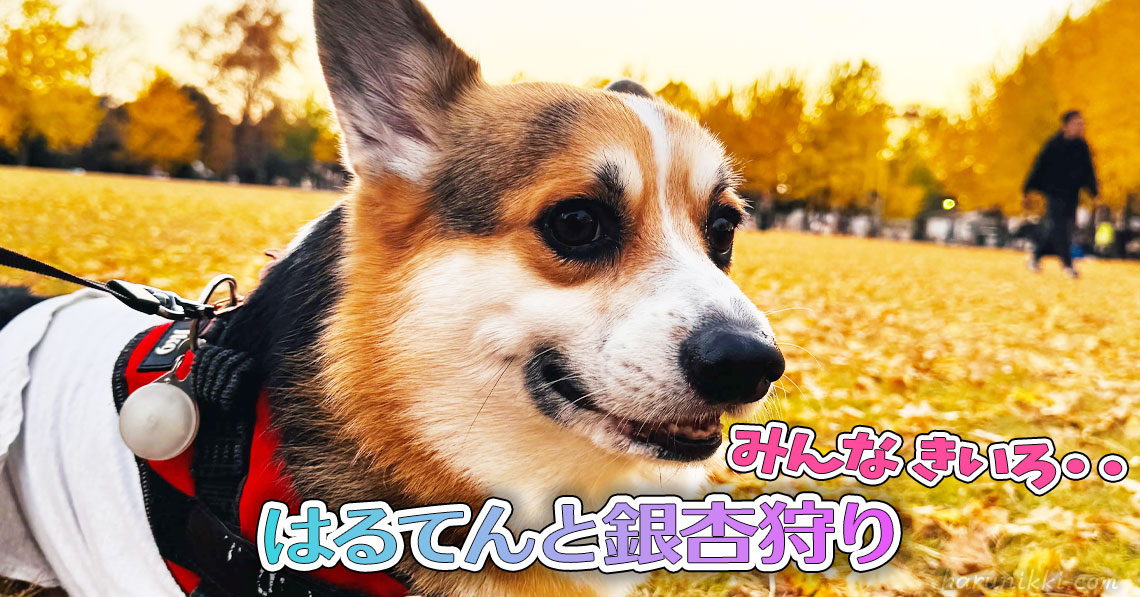 はるてんと銀杏狩り