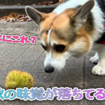 秋の味覚が落ちてるよ