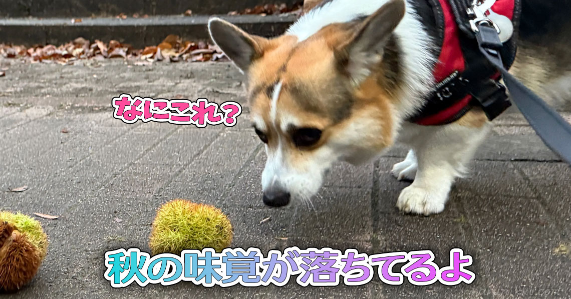 秋の味覚が落ちてるよ