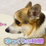 ゆっくりの時間