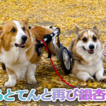 はるとてんと再び銀杏狩り