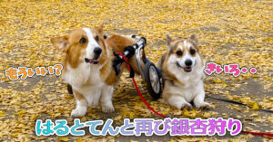 はるとてんと再び銀杏狩り