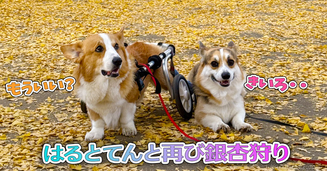 はるとてんと再び銀杏狩り