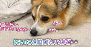 にいにと遊びたいけど・・