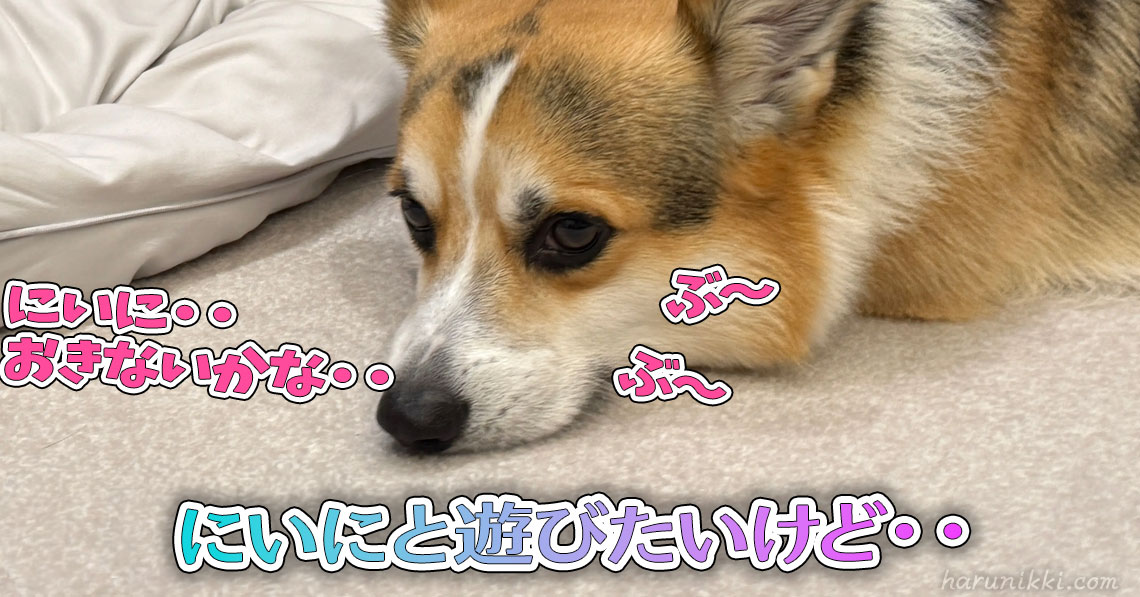 にいにと遊びたいけど・・