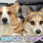 はるてん くっつく