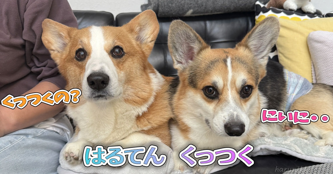 はるてん くっつく