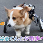 はるてんと夕散歩へ