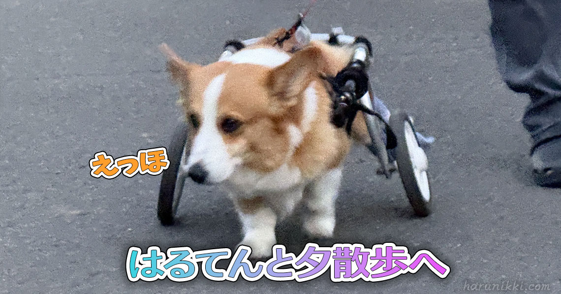 はるてんと夕散歩へ