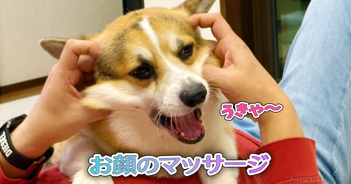 お顔のマッサージ