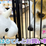 はるてんとお買い物