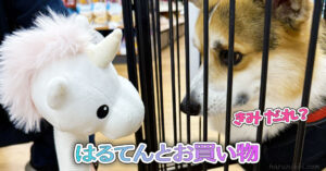 はるてんとお買い物