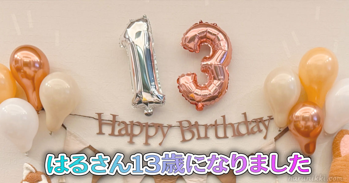 はるさん13歳になりました