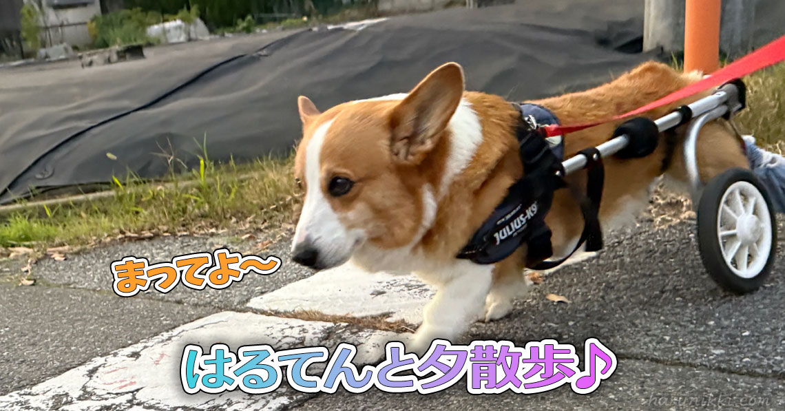 はるてんと夕散歩♪