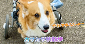 カサカサ秋散歩