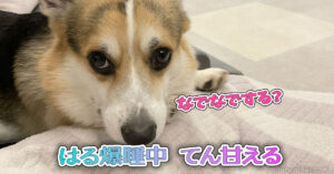 はる爆睡中 てん甘える