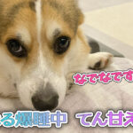 はる爆睡中 てん甘える