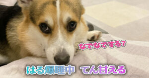 はる爆睡中 てん甘える