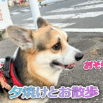 夕焼けとお散歩