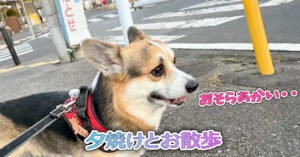 夕焼けとお散歩