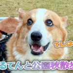 はるてんと公園秋散歩♪