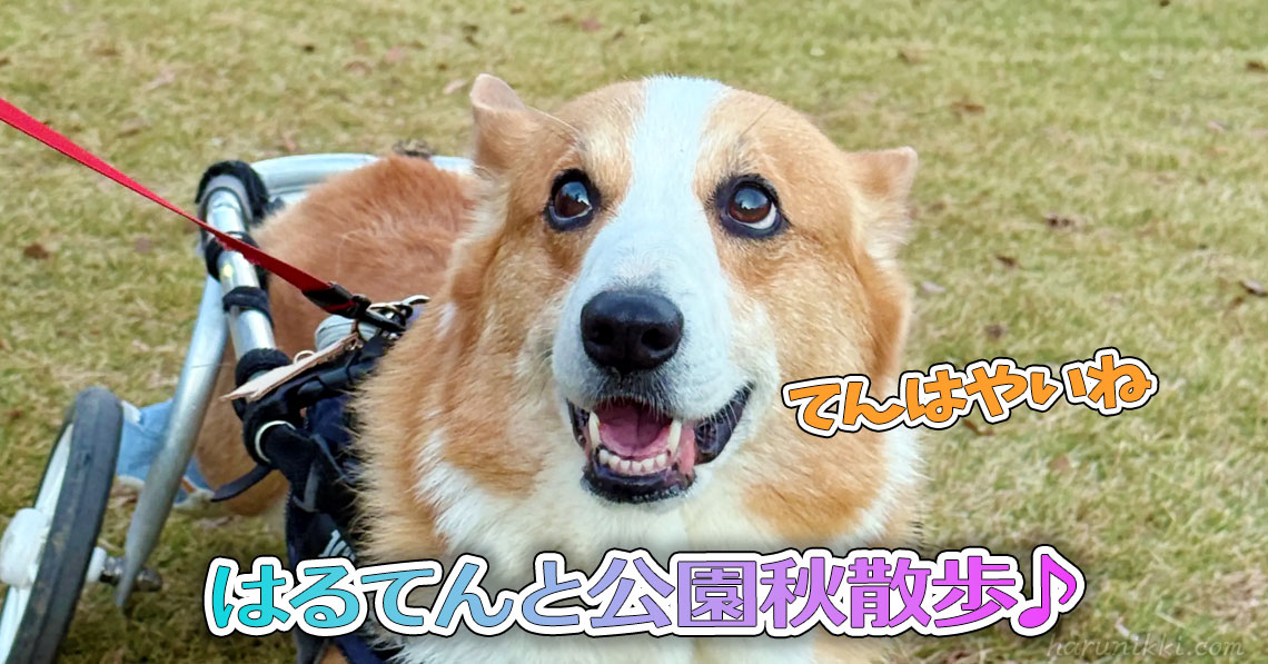 はるてんと公園秋散歩♪