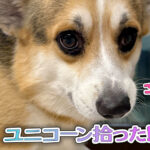 ユニコーン拾った!