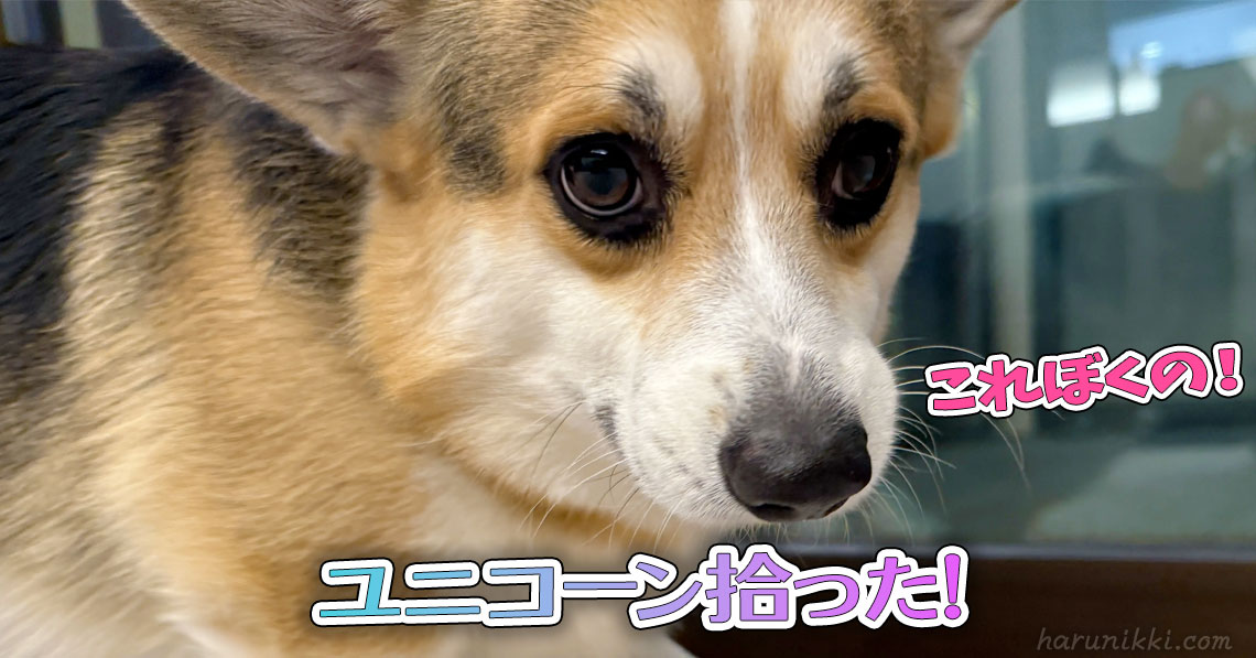 ユニコーン拾った!