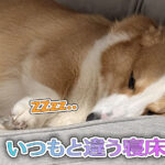 いつもと違う寝床