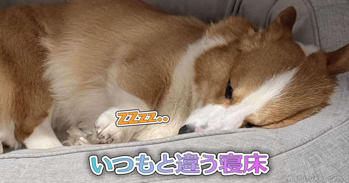 いつもと違う寝床