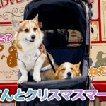 はるてんとクリスマスマーケット