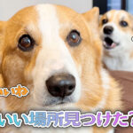 いい場所見つけた？