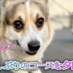 久しぶりのコースを夕散歩