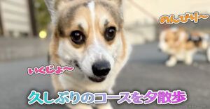 久しぶりのコースを夕散歩