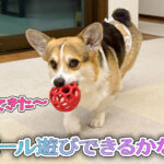 ボール遊びできるかな？