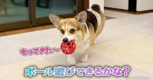 ボール遊びできるかな？