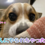 てんにやられちゃった・・