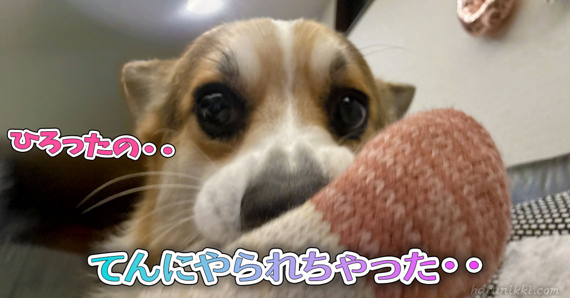 てんにやられちゃった・・