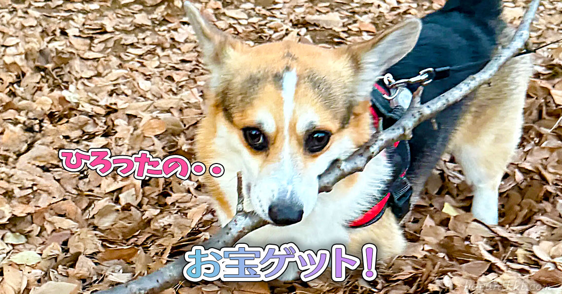 お宝ゲット！