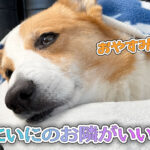 にいにのお隣がいい！