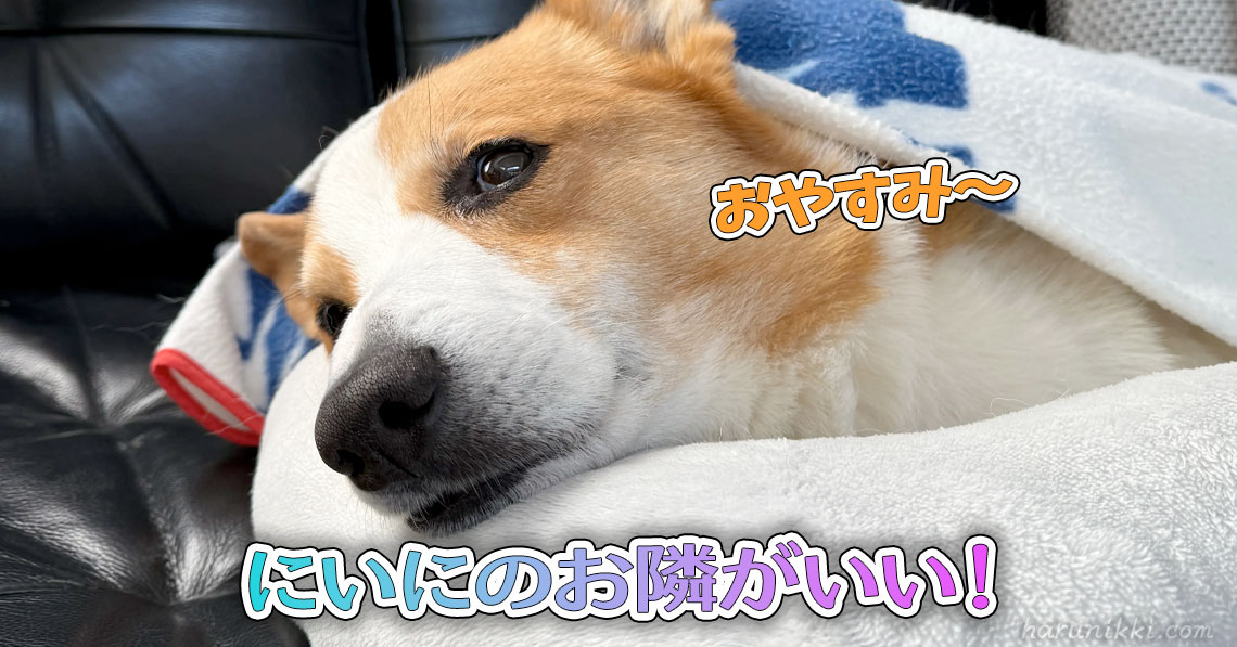 にいにのお隣がいい！